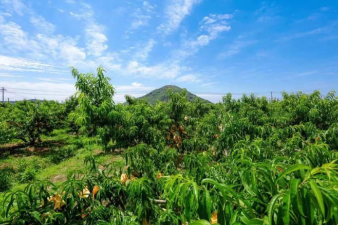 樂淘淘太湖風(fēng)光好 甜蜜蜜陽山水蜜桃